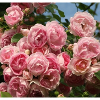 Троянда Іден Роуз (Eden Rose)