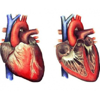 Консультації кардіолога, аритмолога та кардіохірурга