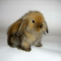 декоративні кролики