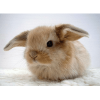 Кролик (декоративний кролик)