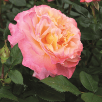 Троянда Августа Луїза (Augusta Luise)
