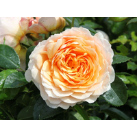 Троянда Джинджер Сілабаб (Ginger Syllabub)