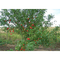 Саджанці яблуні Гала (зимовий сорт)