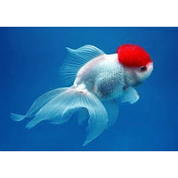 Оранда Червона шапочка (Tancho Oranda) , золота рибка