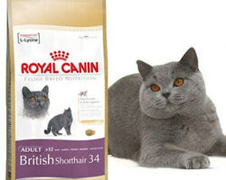 Royal Canin British Shorthair Британская короткошерстная 10 кг