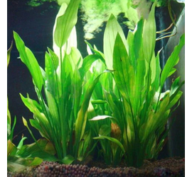 Штучні рослини в акваріум