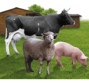 Лікування сільськогосподарської худоби