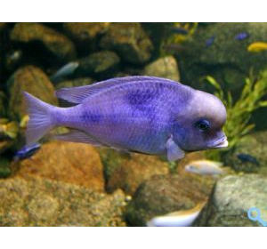 риба Дельфін блакитний (Cyrtocara moorei, cyrtocara moorii)