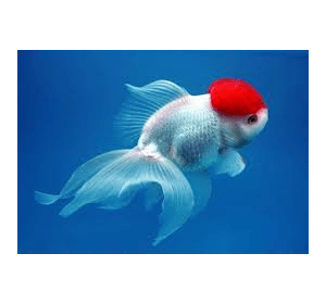 Оранда Червона шапочка (Tancho Oranda) , золота рибка