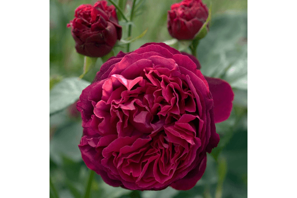 Троянда Фальстаф (Falstaff) - NaVolyni.com