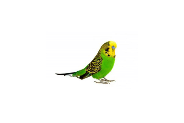 Хвилястий папужка - NaVolyni.com