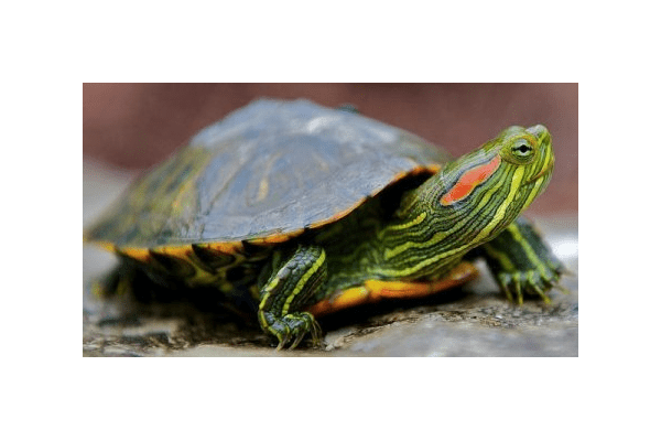 Червоновуха черепаха - NaVolyni.com