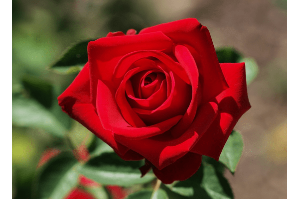 Троянда Соло Ред (Solo Red) - NaVolyni.com