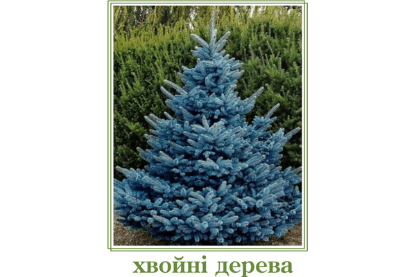 Хвойні дерева - NaVolyni.com