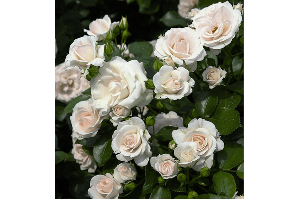 Троянда Аспірін Розе (Aspirin-Rose) - NaVolyni.com