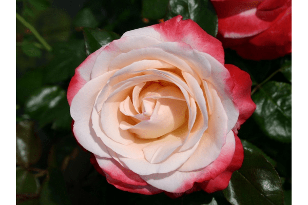 Троянда Ностальжі (Nostalgie) - NaVolyni.com
