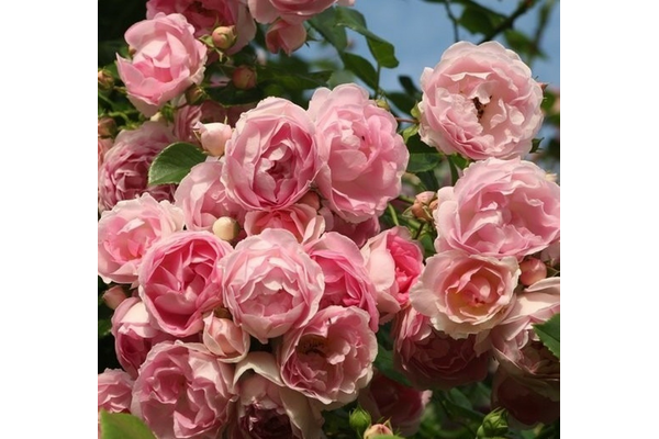 Троянда Іден Роуз (Eden Rose) - NaVolyni.com