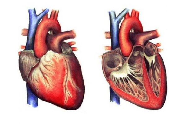 Консультації кардіолога, аритмолога та кардіохірурга - NaVolyni.com