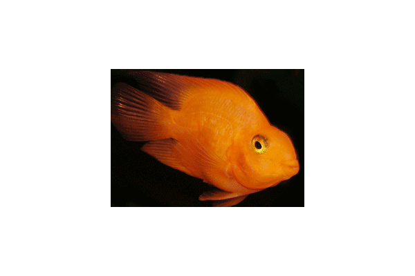 рибка попугай - NaVolyni.com