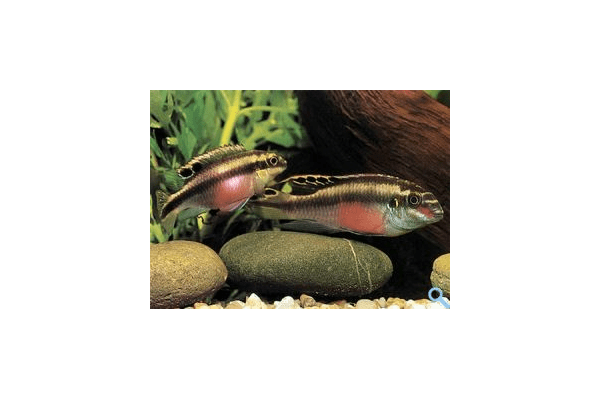 Папуга (Pelvicachromis pulcher, Pelvicachromis kribensis) - NaVolyni.com