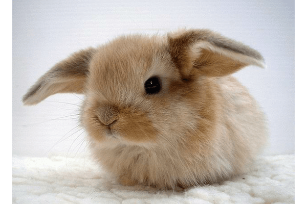 Кролик (декоративний кролик) - NaVolyni.com