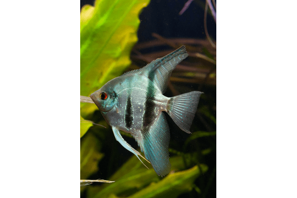 Акваріумна риба Скалярія зміїна шкіра (Pterophyllum scalare) - NaVolyni.com