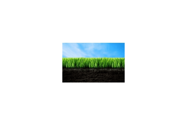 Насіння газонної трави - NaVolyni.com