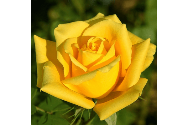 Троянда Соло Єллоу (Solo Yellow) - NaVolyni.com
