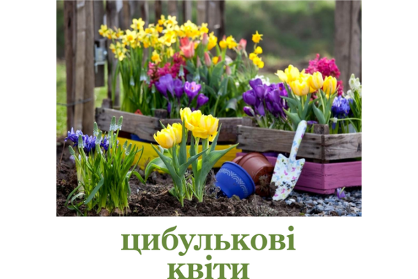 Цибулькові квіти - NaVolyni.com