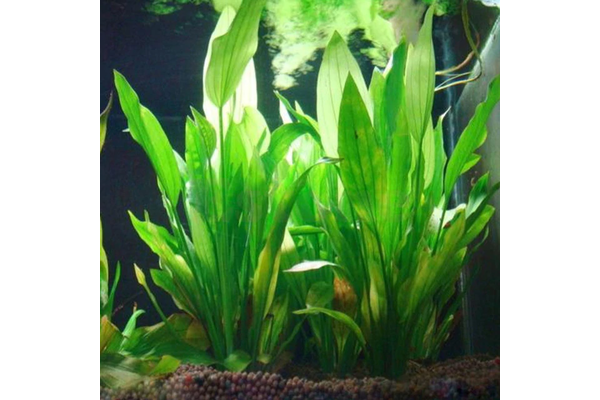 Штучні рослини в акваріум - NaVolyni.com