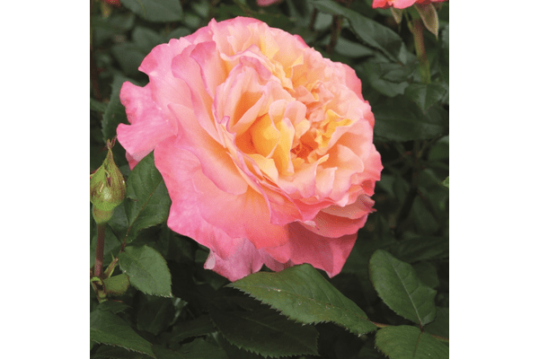Троянда Августа Луїза (Augusta Luise) - NaVolyni.com