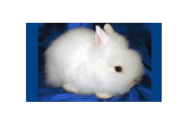декоративні кролики - NaVolyni.com