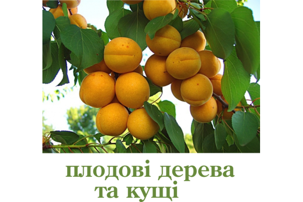 Плодові дерева та кущі - NaVolyni.com