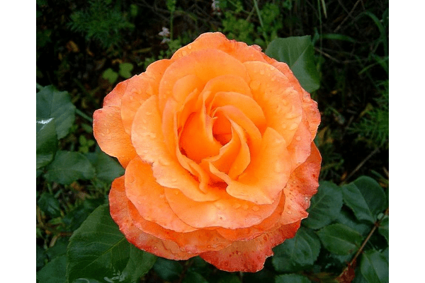 Троянда Соло Оранж (Solo Orange) - NaVolyni.com
