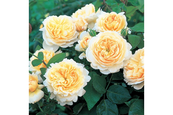 Троянда Крокус (Crocus) - NaVolyni.com