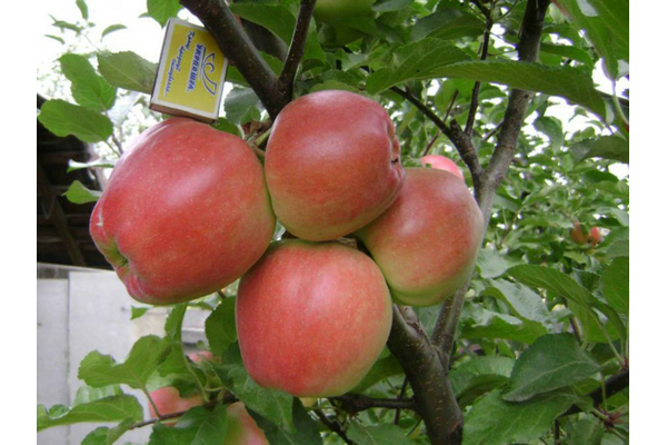 Саджанці яблуні Граф-Езо (зимовий сорт) - NaVolyni.com