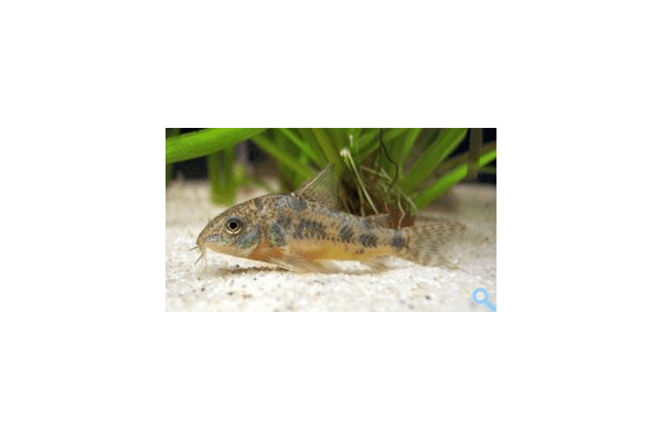 Корідорас крапчастий, Сомик крапчастий (Corydoras paleatus) - NaVolyni.com