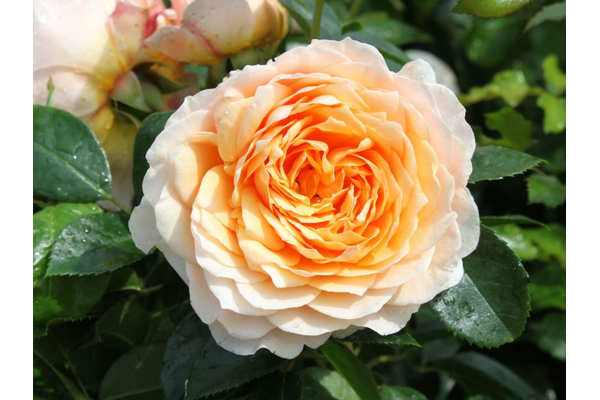 Троянда Джинджер Сілабаб (Ginger Syllabub) - NaVolyni.com