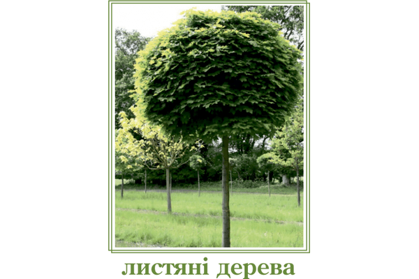 Листяні дерева - NaVolyni.com