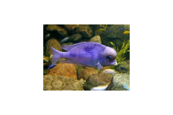 риба Дельфін блакитний (Cyrtocara moorei, cyrtocara moorii) - NaVolyni.com