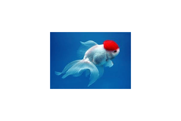 Оранда Червона шапочка (Tancho Oranda) , золота рибка - NaVolyni.com