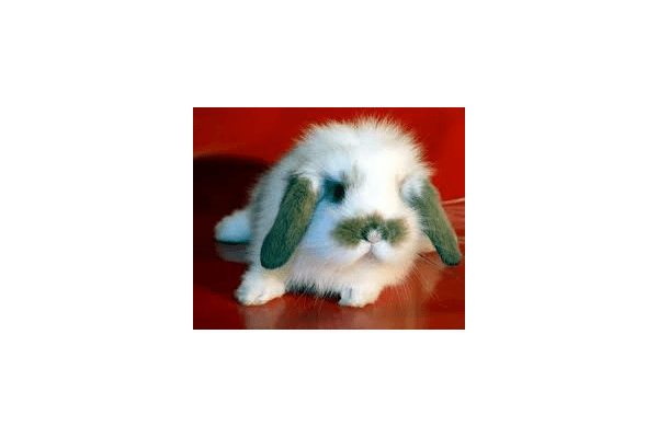 декоративні кролики - NaVolyni.com